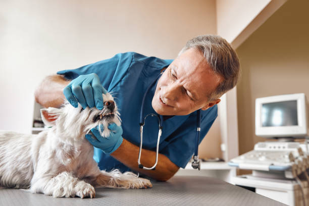 Best Emergency Dental Services for Seniors in Blytheville, AR